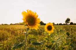 sun-rise-in-sunflower-field