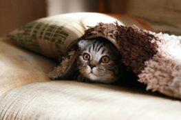 cat-hiding-under-blanket