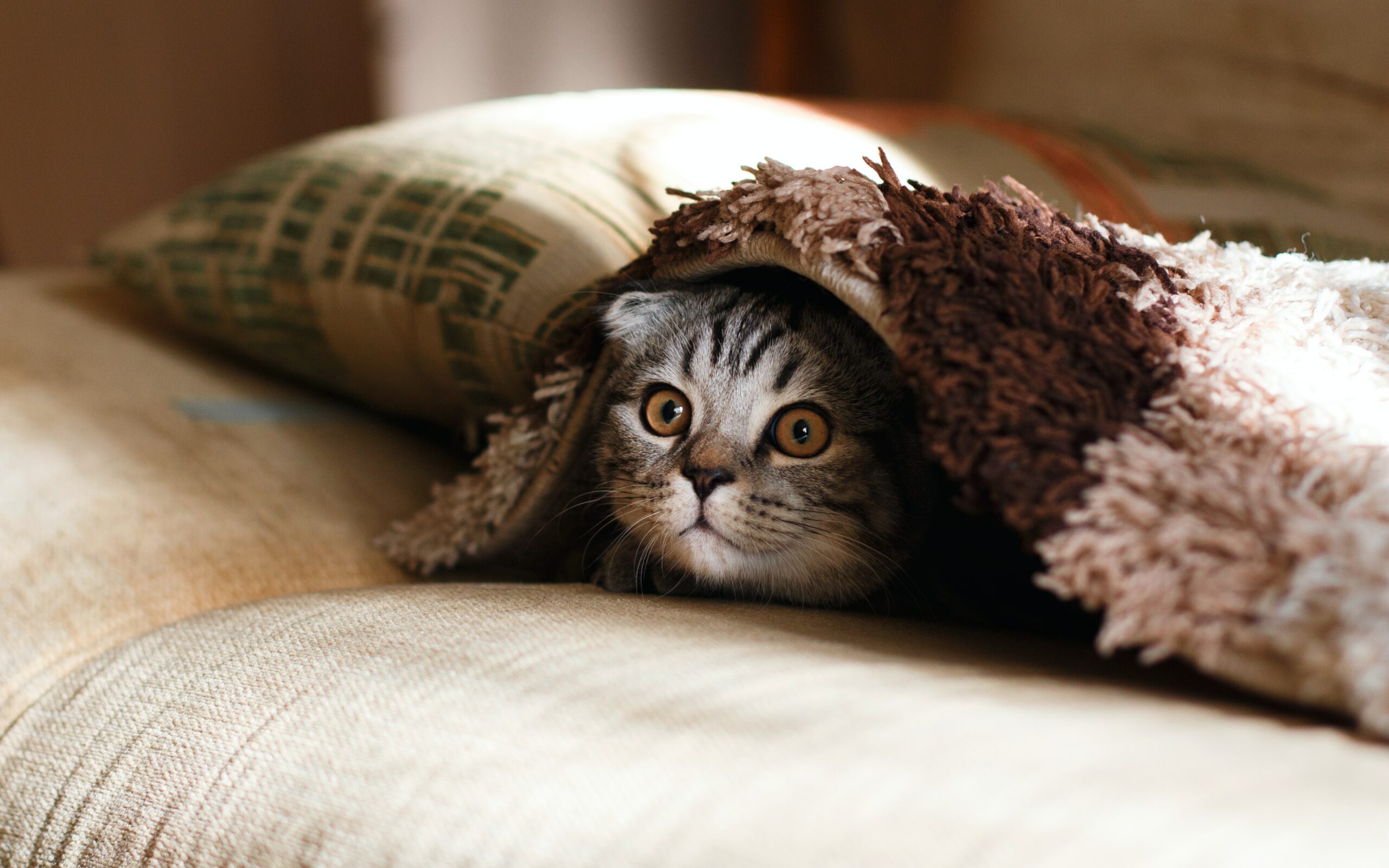 cat-hiding-under-blanket