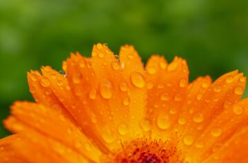 flower-with-rain-drops-on