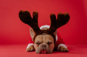 dog-in-reindeeer-ears-christmas